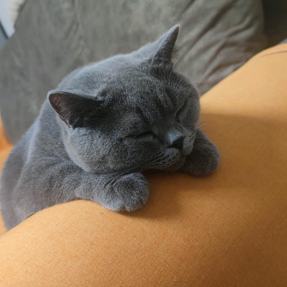 雷猫说剧