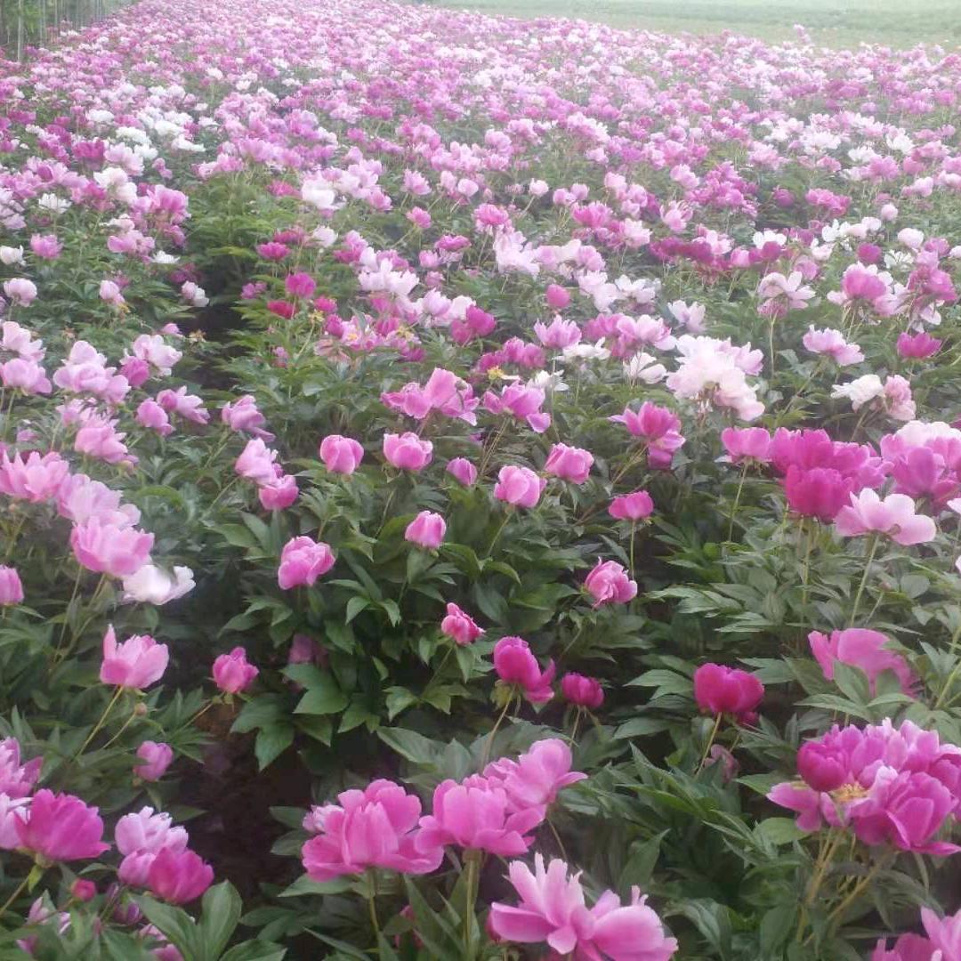 俊硕种植，药业