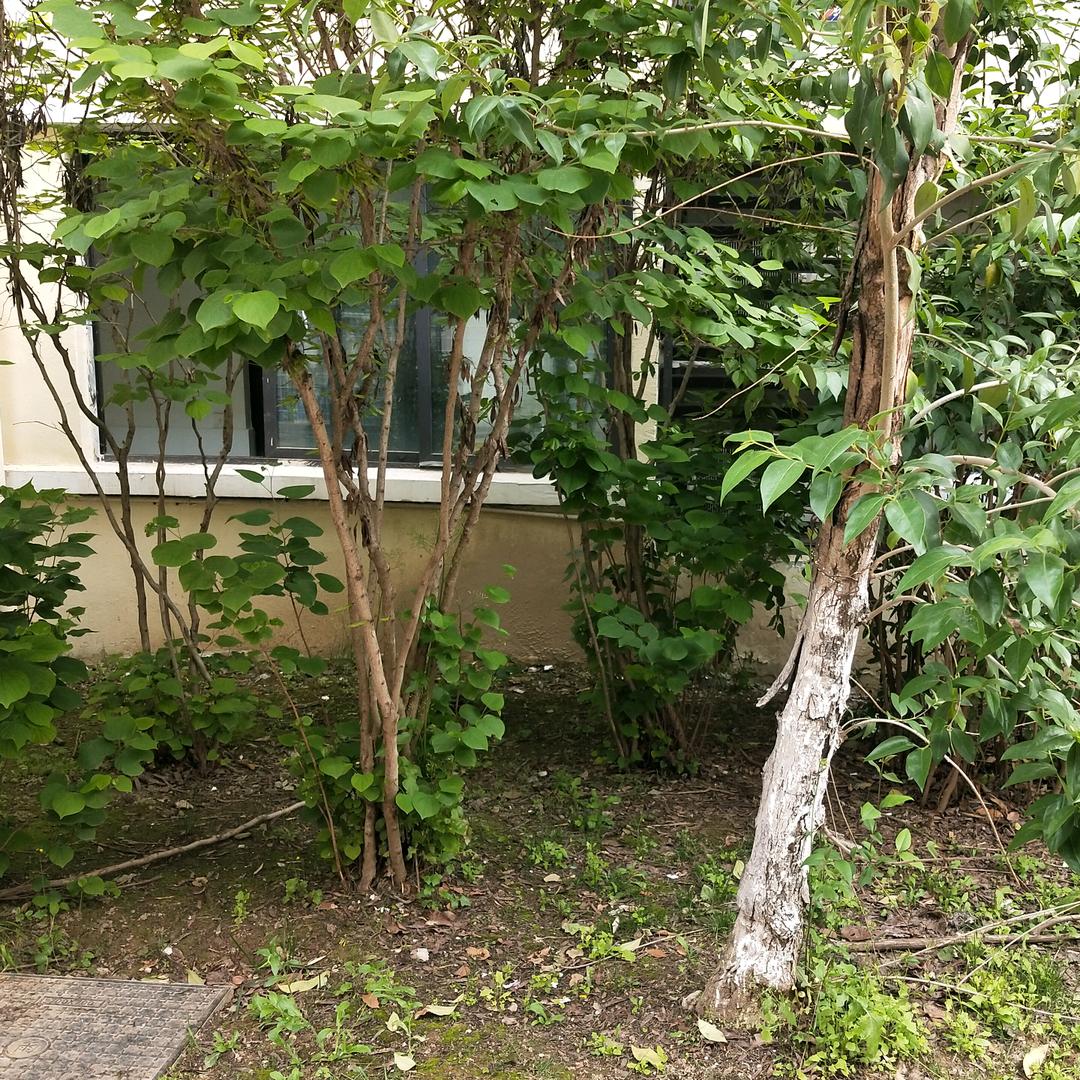 北极飞鸟