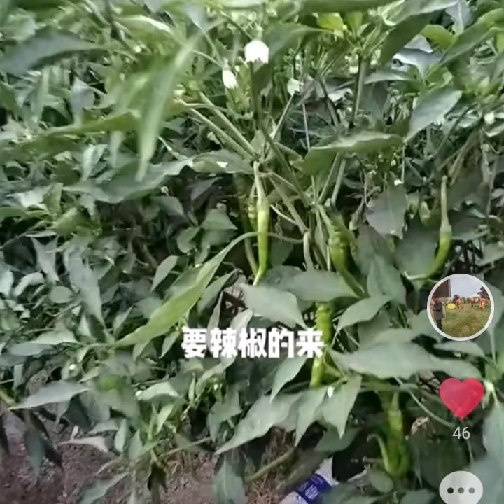 何清华