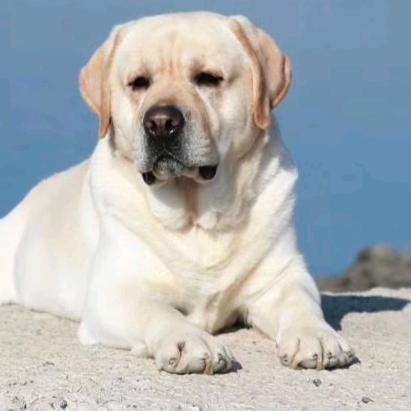 泽缘犬舍生活馆