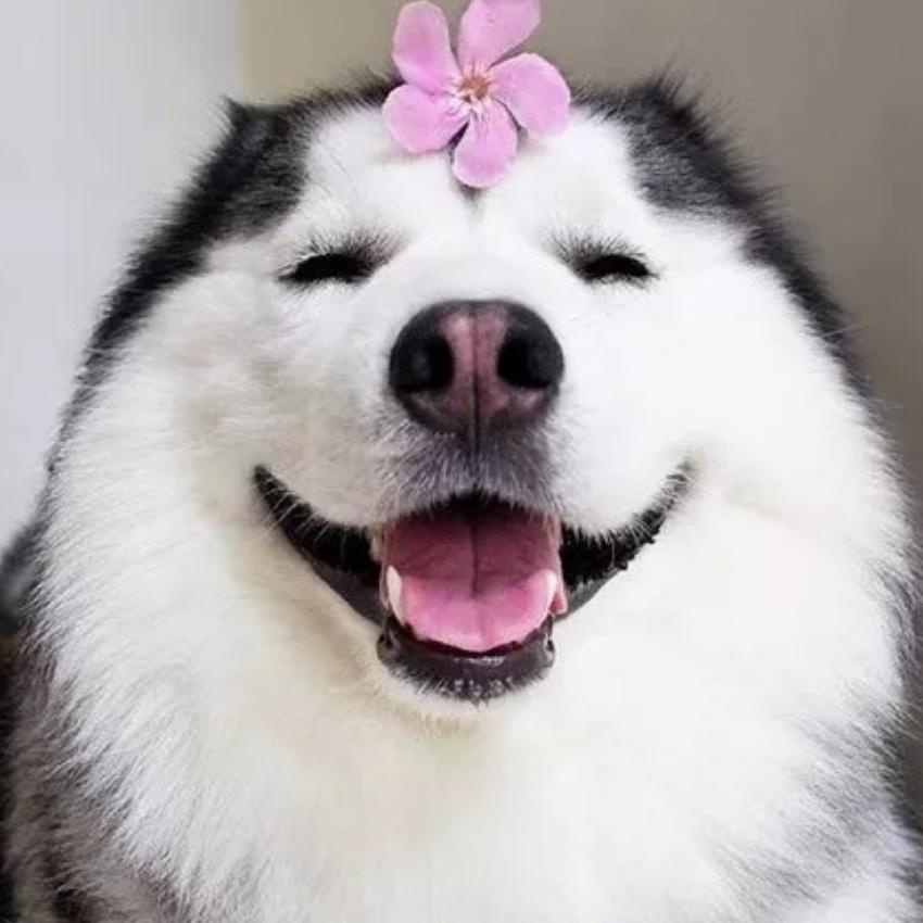 音小怪优质