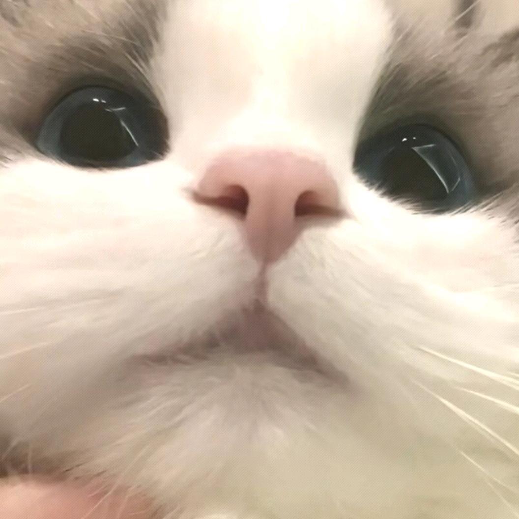 小崽