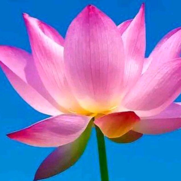 🌹成🍒艳💝姐☀️