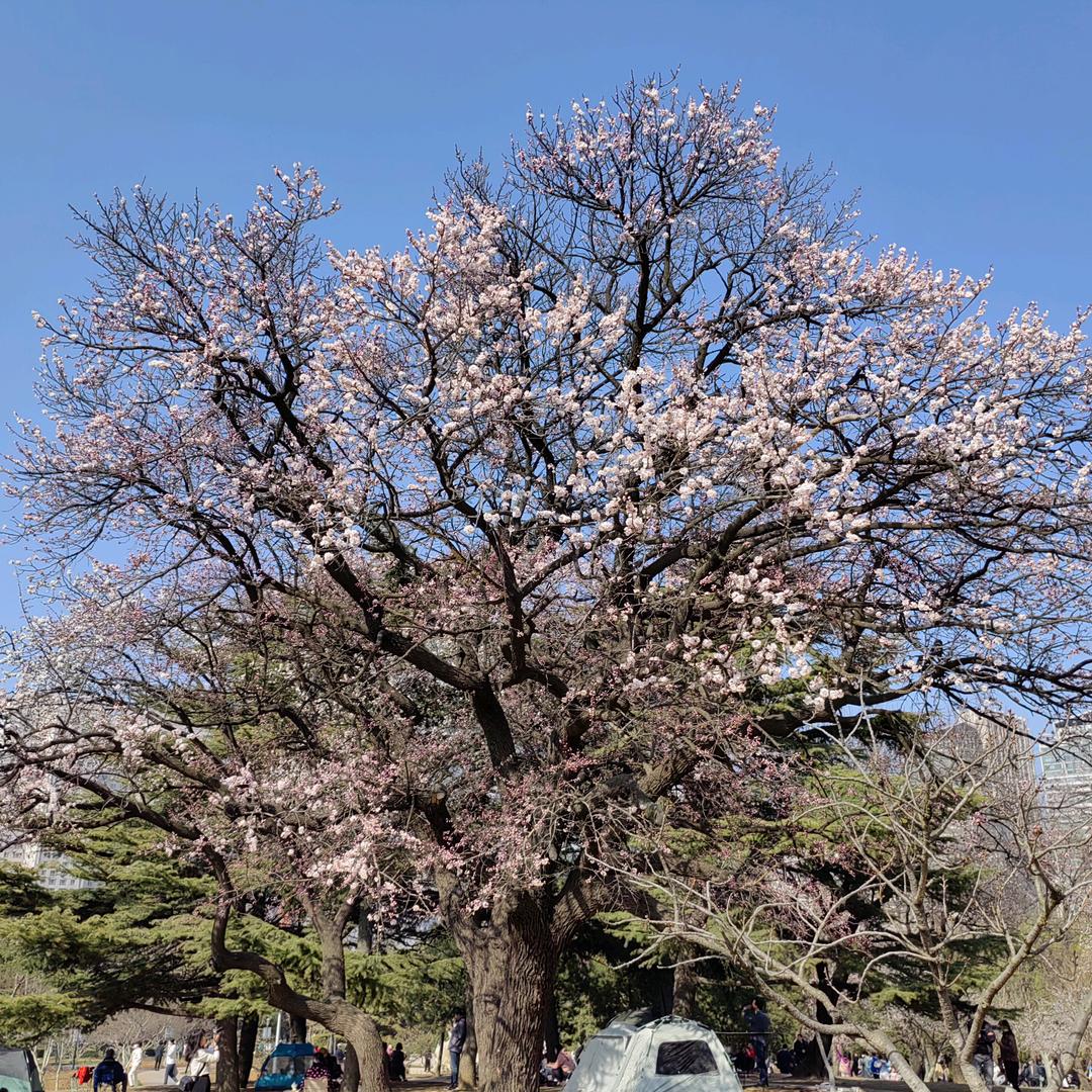 李素清