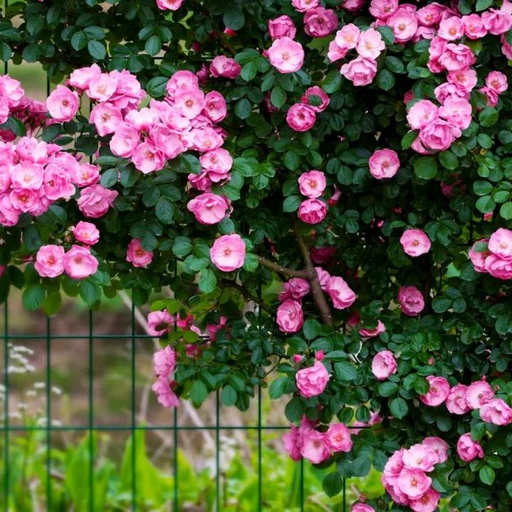 用户8040283661410梅子