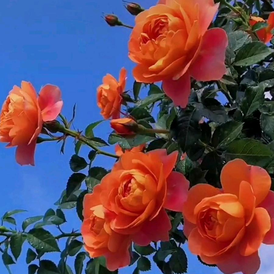 依然🍒