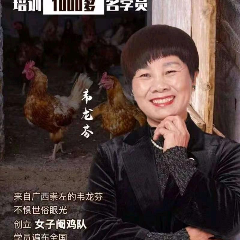 崇左阉鸡技术韦老师（收学员）