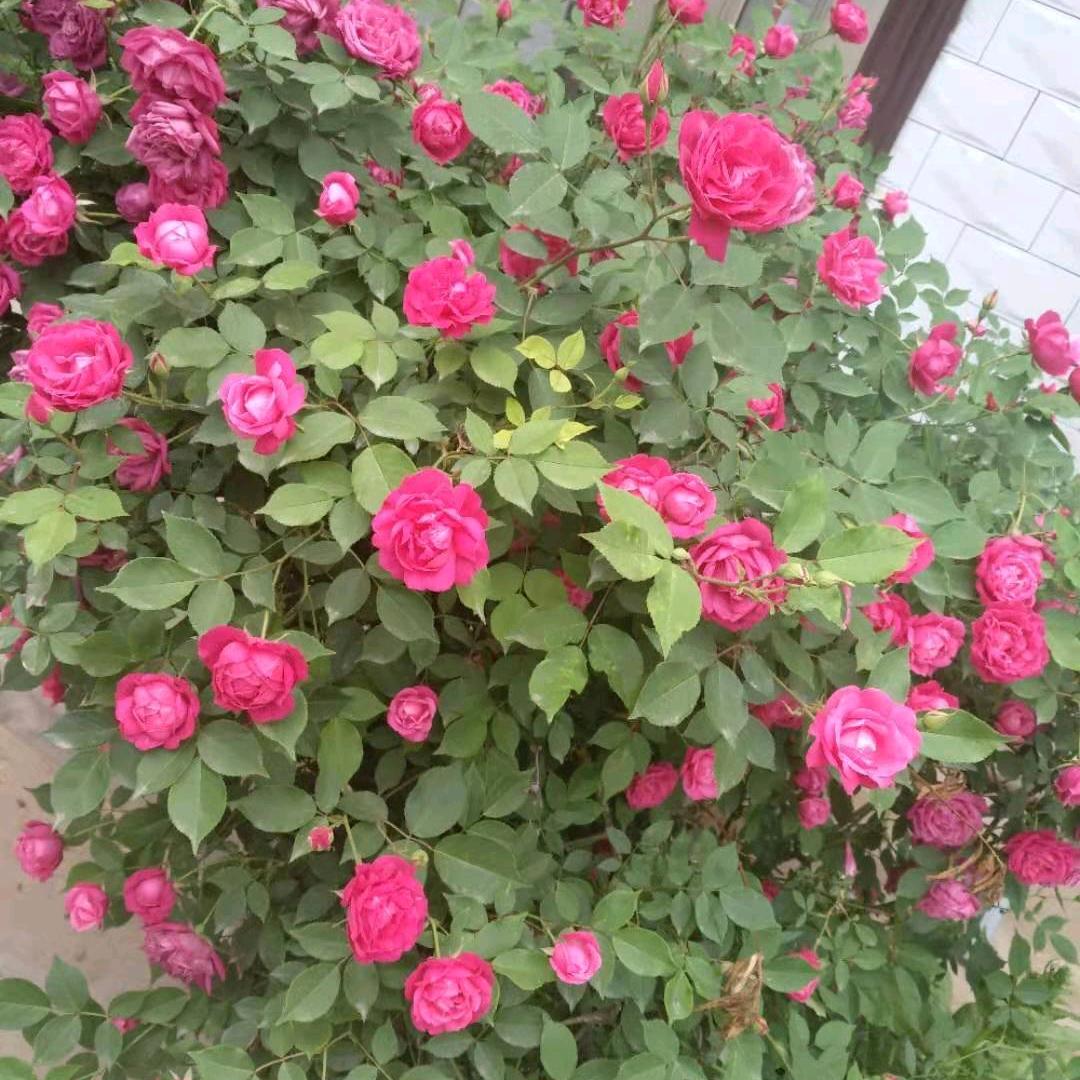 相亲相爱一家人