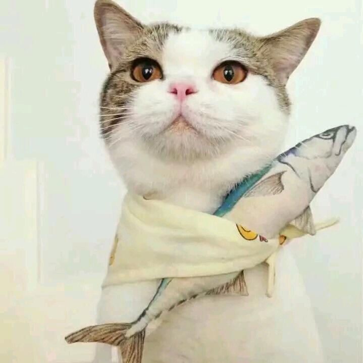游动🐬