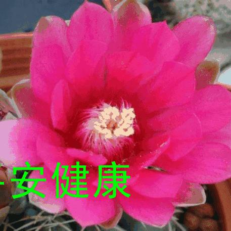 🌷福如东海🌷