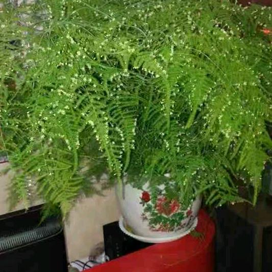 孙氏修脚#镇北二路