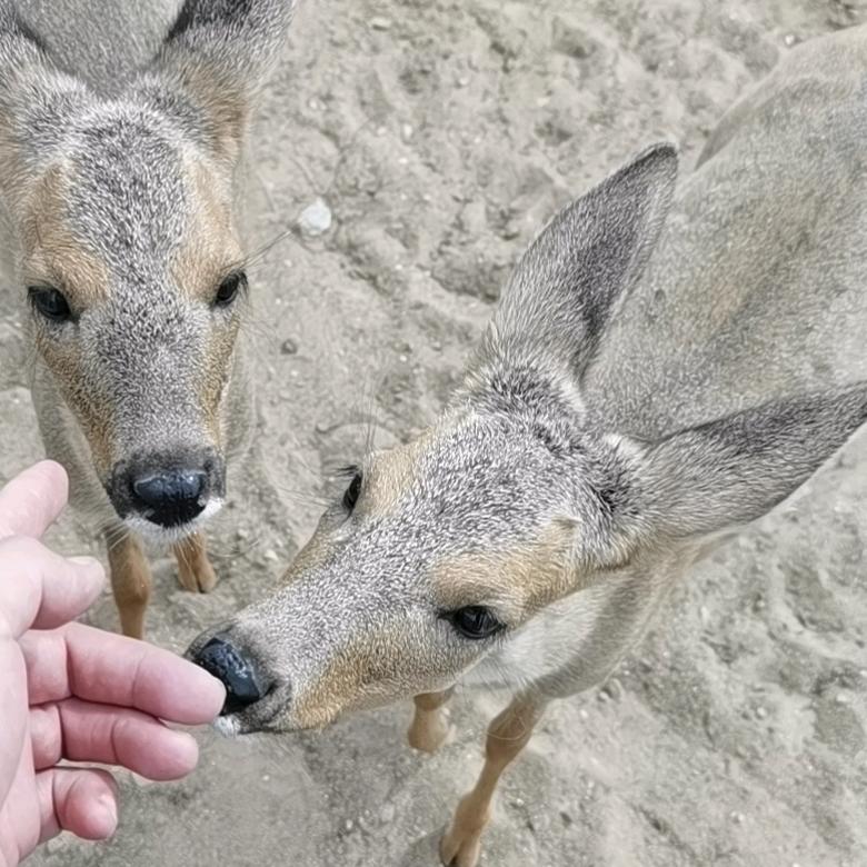 内蒙锡盟牛马羊经纪人5847902528