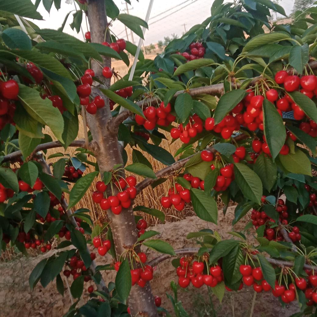冬天的太阳夏天的风白河中厂顺水