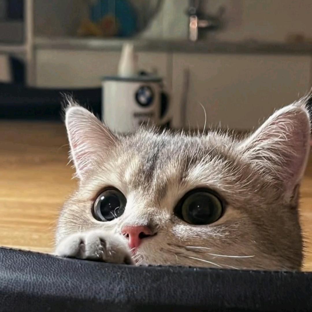 勇敢🐮🐮不怕困难