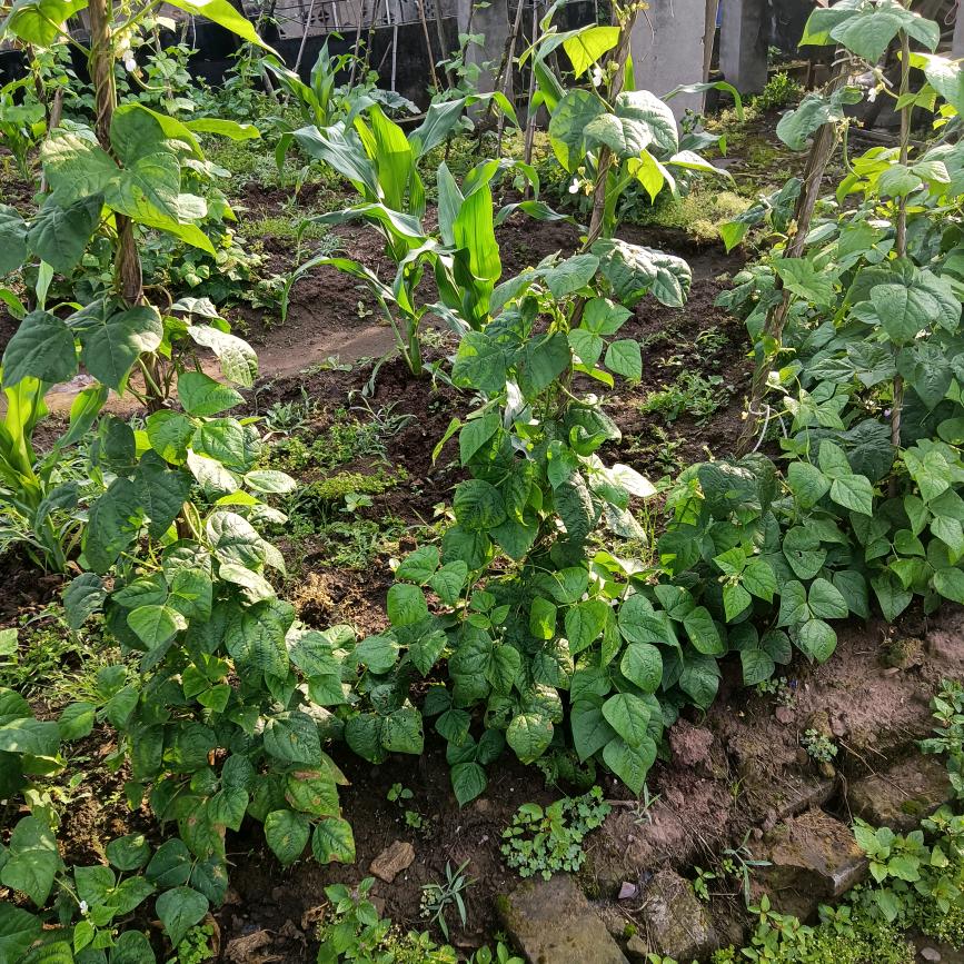 陇上椒