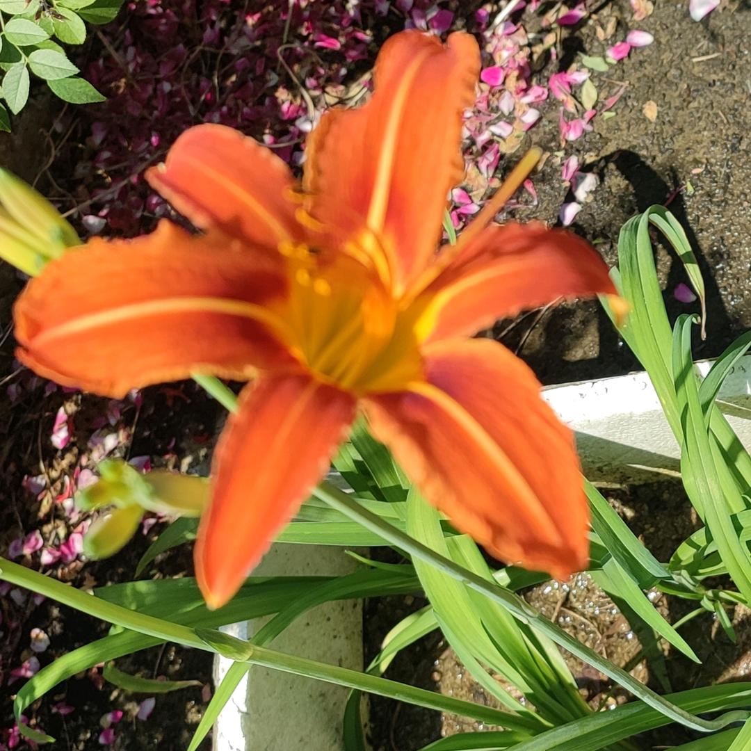 传奇花开