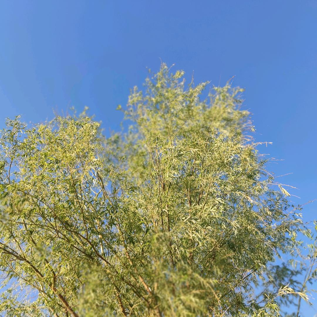 牵着米老鼠的舒克