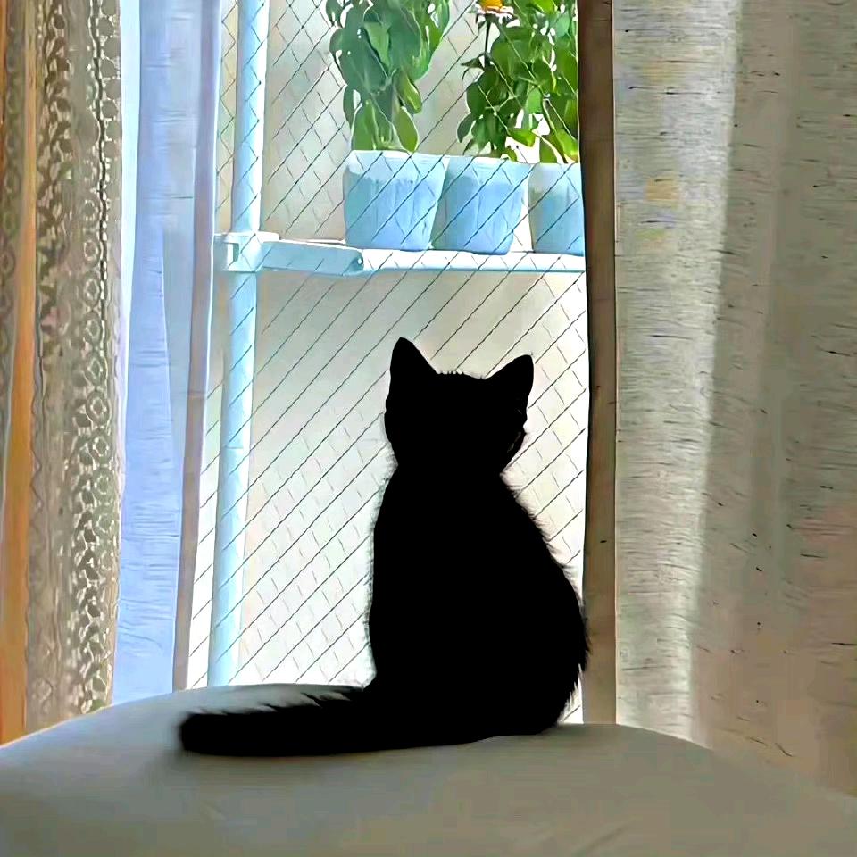 lulu🐱