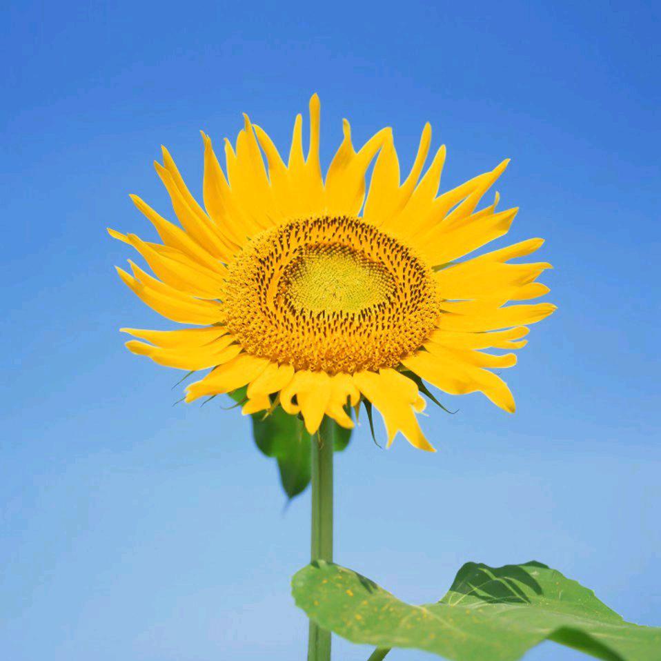 名盾—观澜天虹