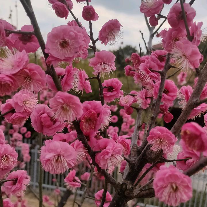真心永恒
