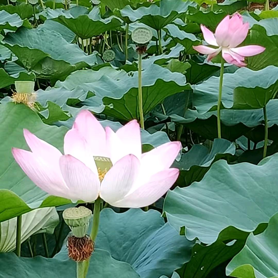 长长久久