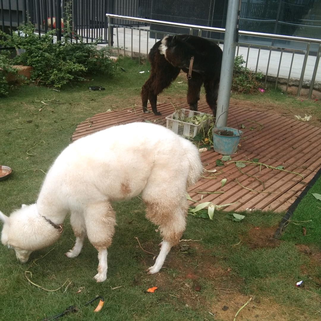 心想事成平安富贵