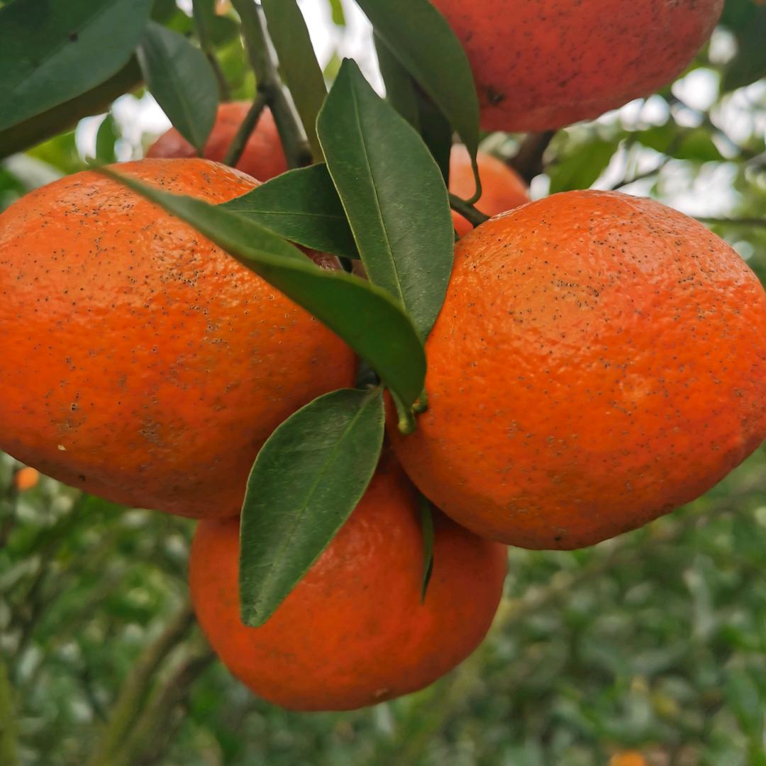 内江红橘刘叔叔水果店