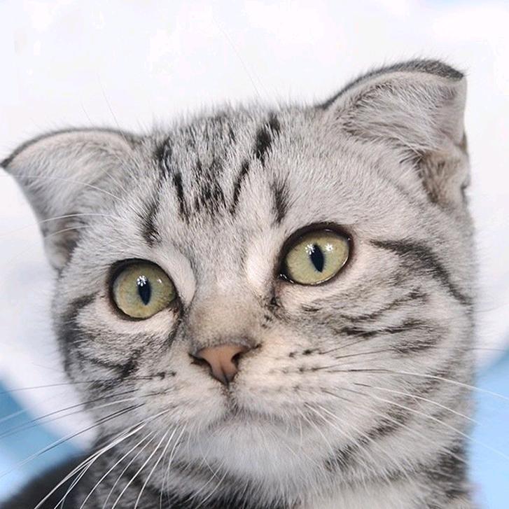 海上一只猫