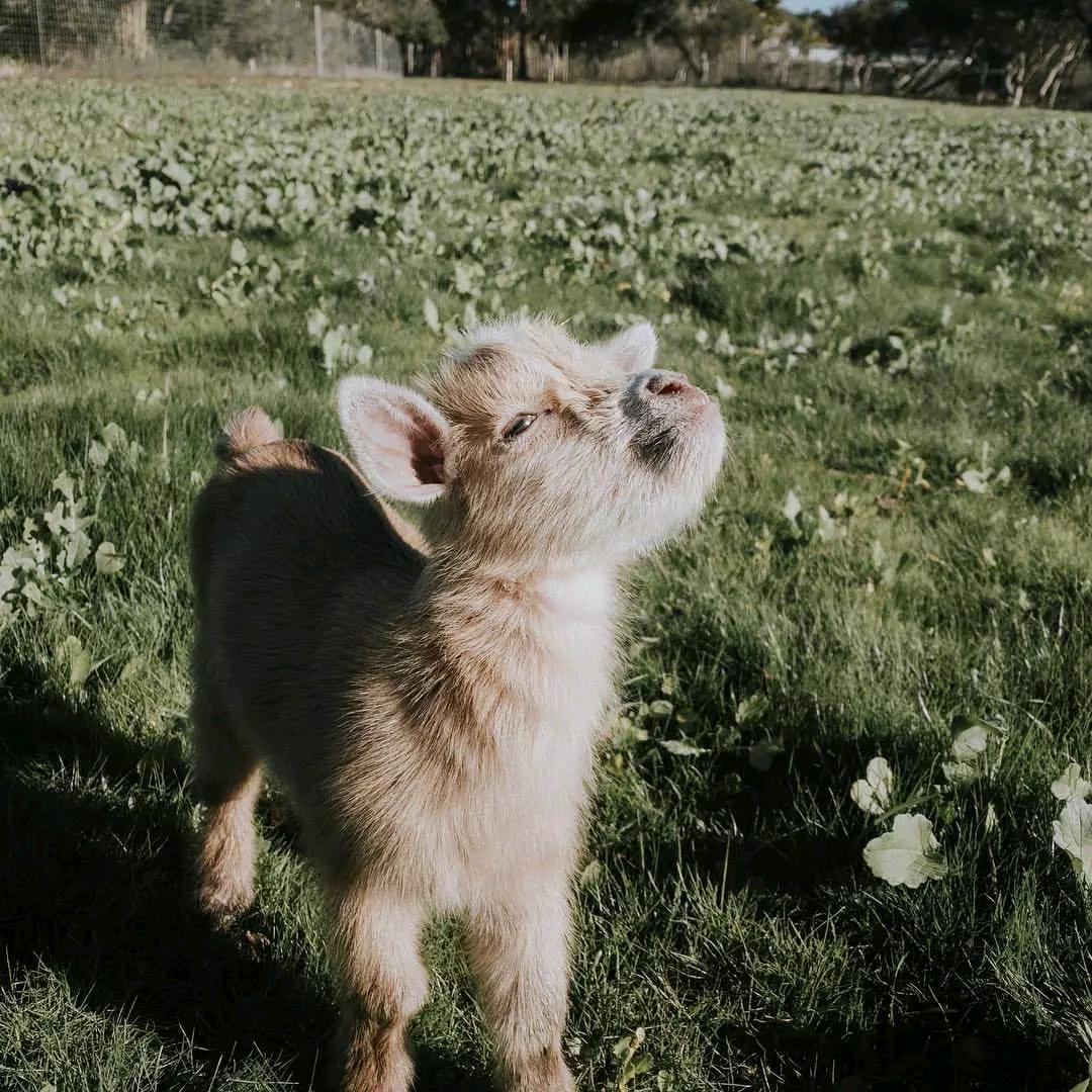小羊咩咩🐏