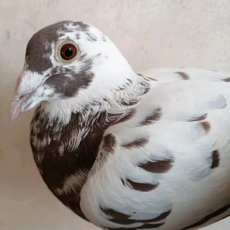 西孙庄鸽舍