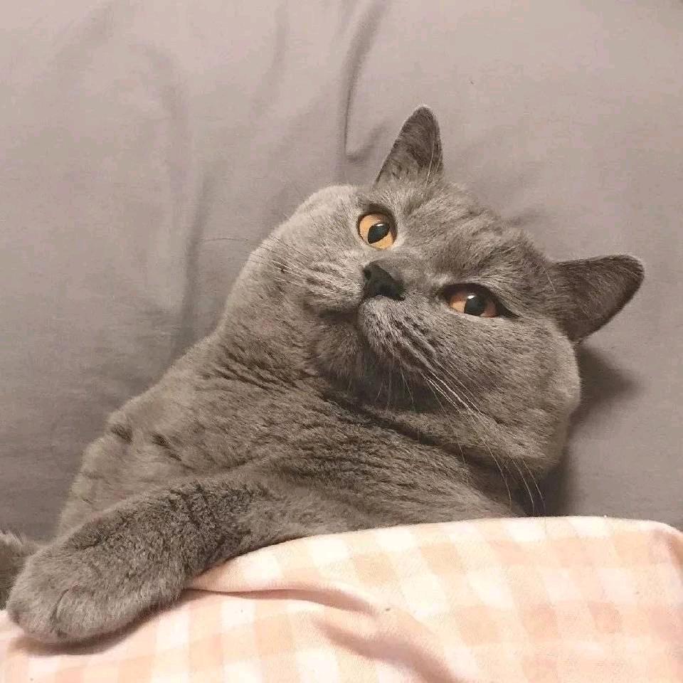 申洋