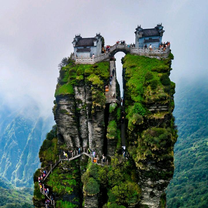 不老松