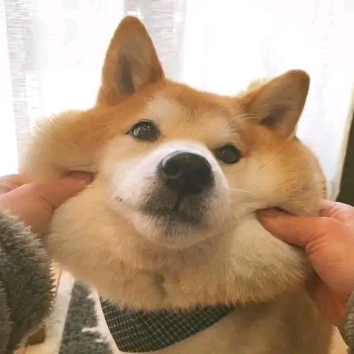快到碗裡來