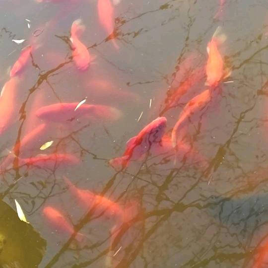 心静如水