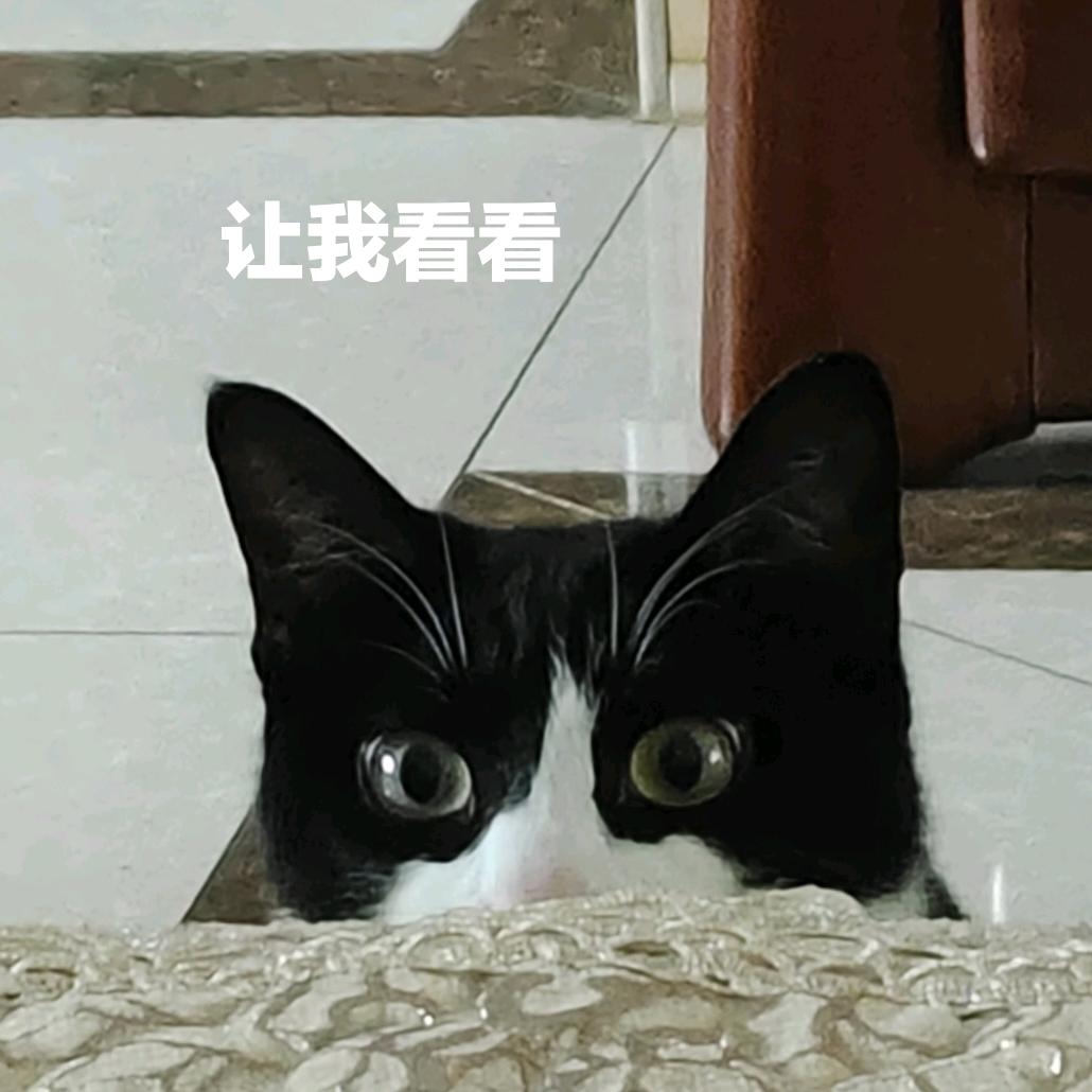 爱猫猫的菜头