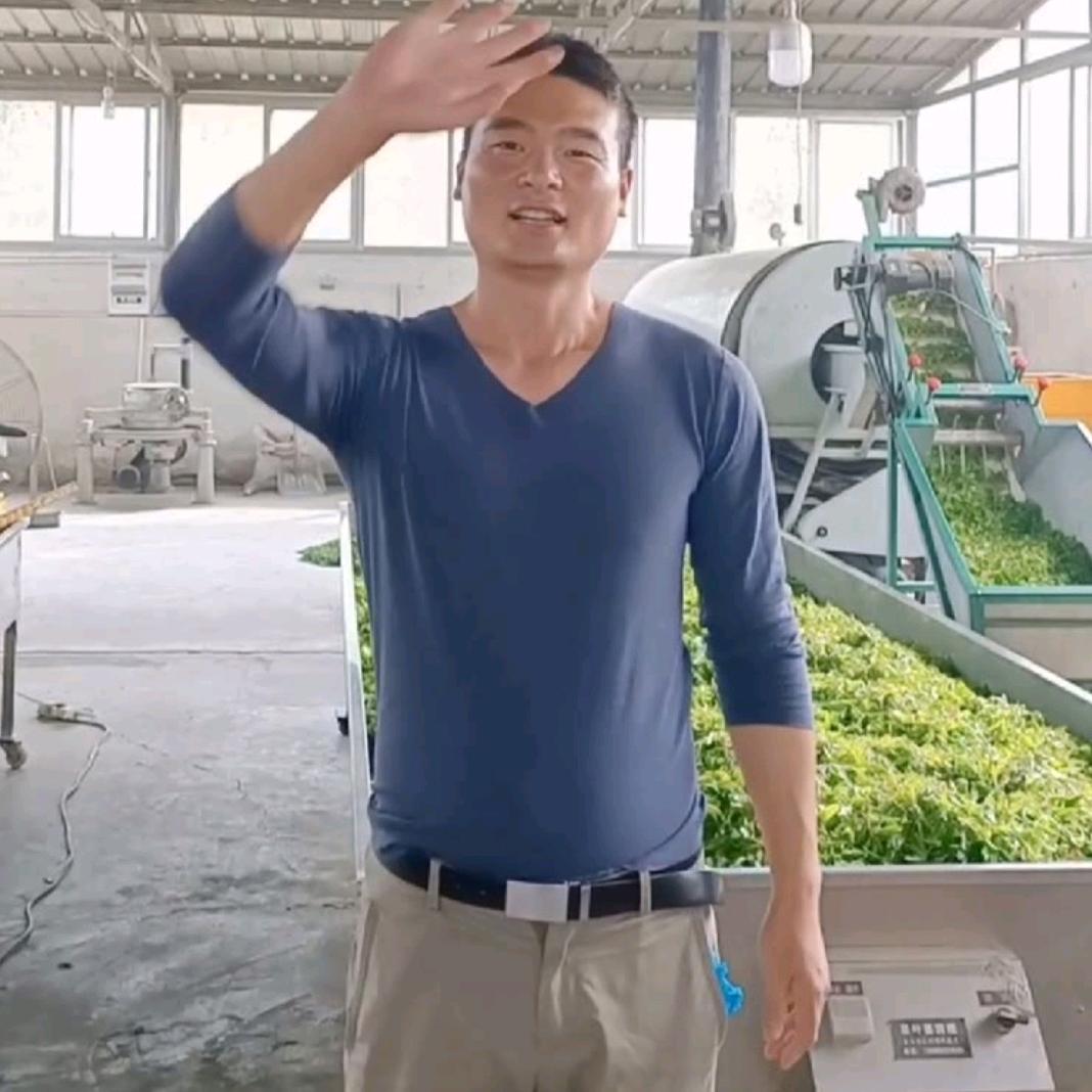 日照绿茶孙厂味唱春茶业