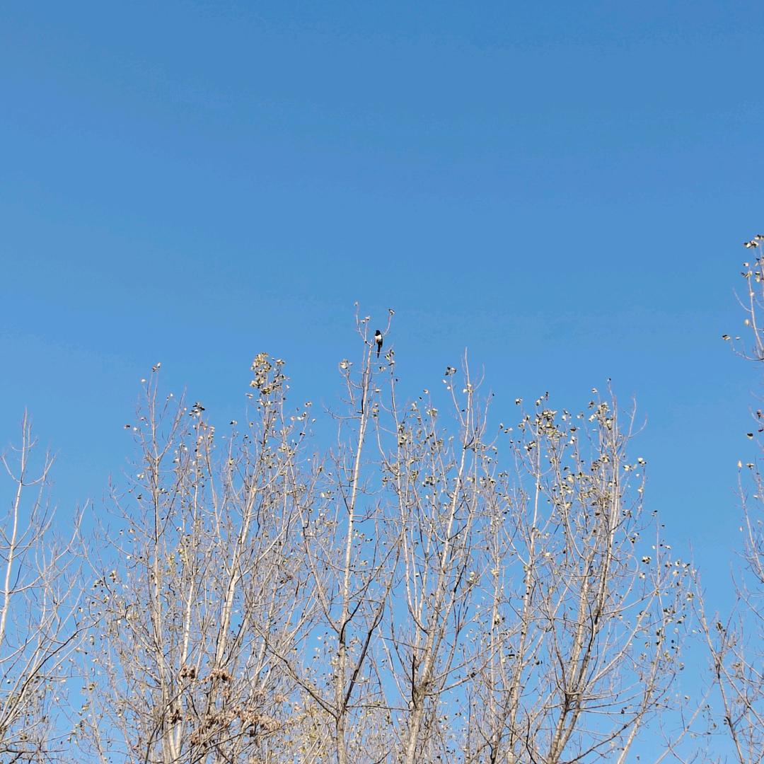 多面大爷Quiet tree