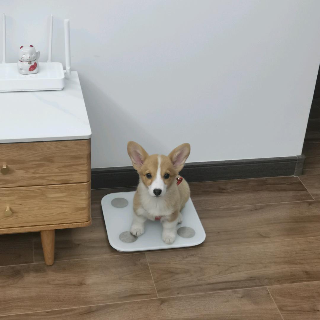 一个叫可可的短腿