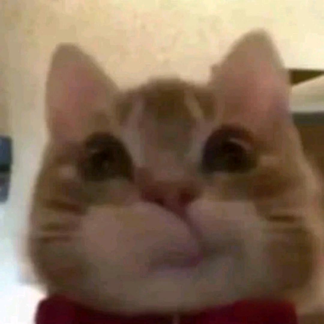 大壮是荷兰猪儿