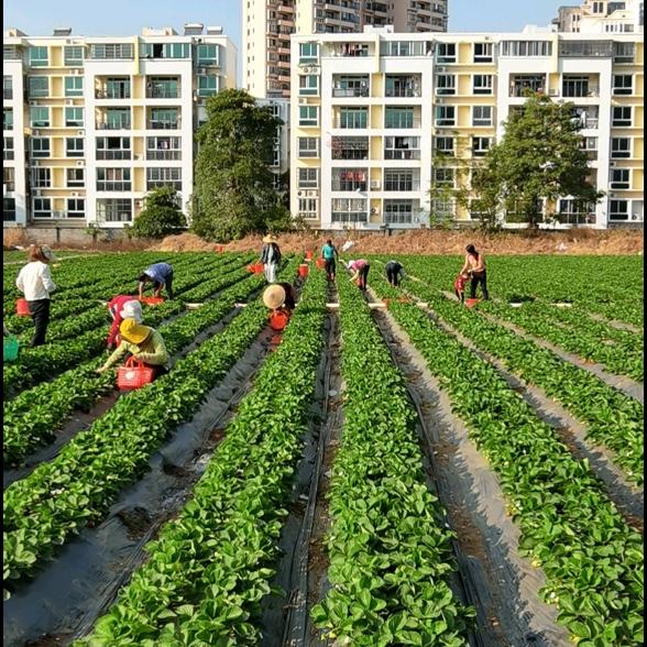 许姐家庭农场采摘园草莓🍓桑葚/番茄青枣