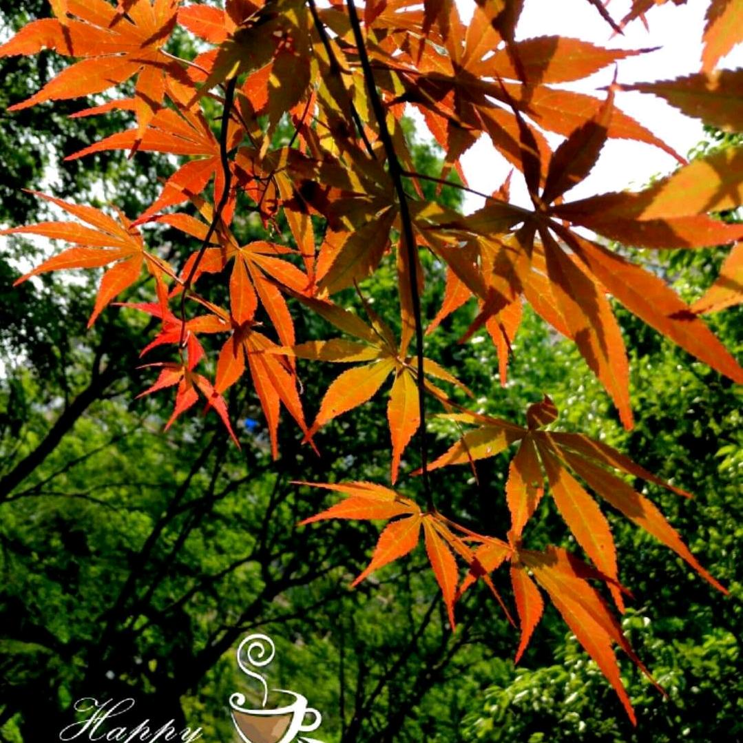 阳城美景孺牛