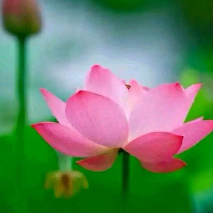 凤凰花开（拒绝加微信）