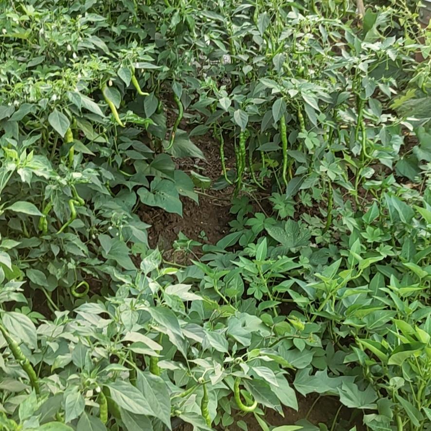 一帆风顺(每天13.:30分开播)小号