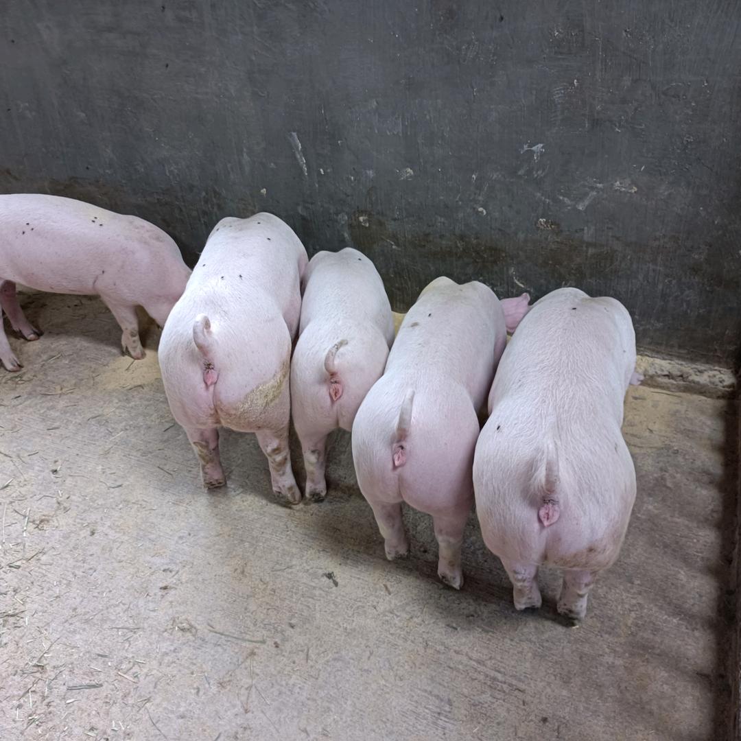 润菊养殖场（段宏伟）