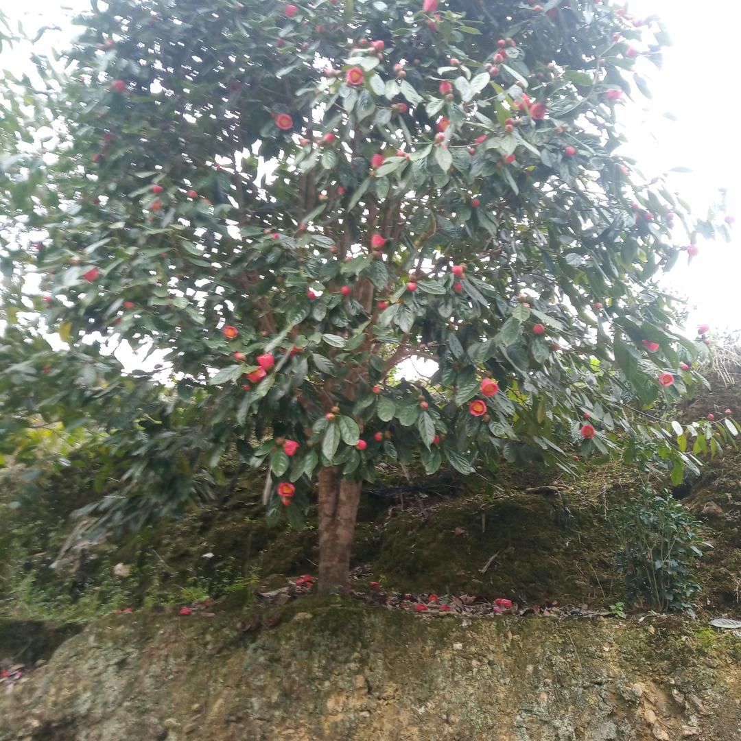 春天听雨