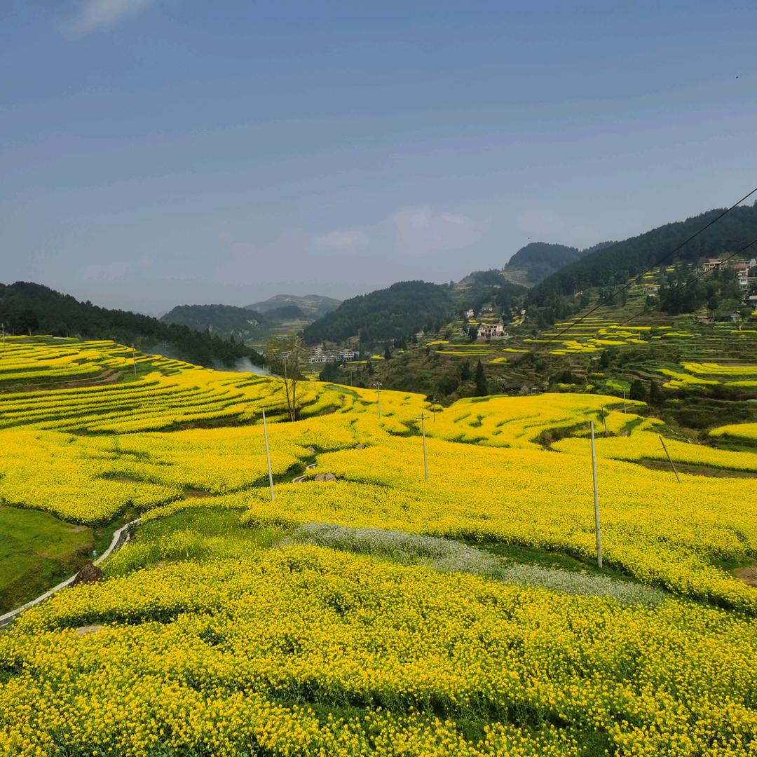 12345上山打老虎