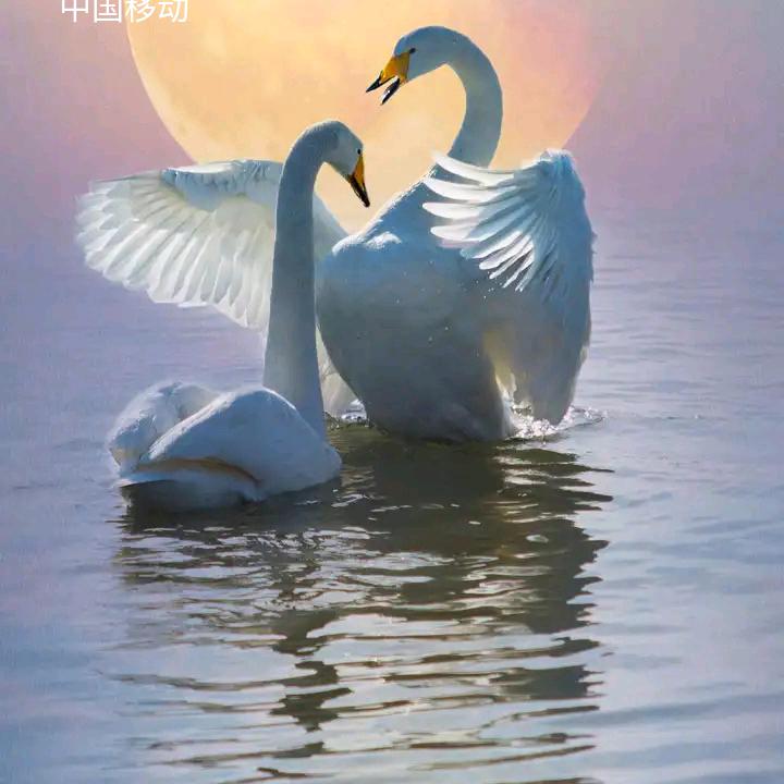 前程似锦(❁´◡`❁)*✲ﾟ*