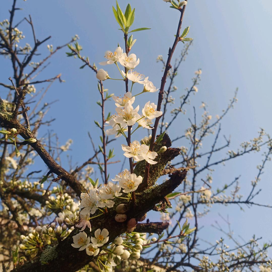周姐姐的农村生活（禅心）