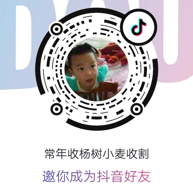 用户常年收杨树小麦收割